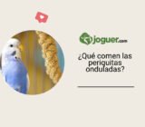 ¿Qué comen las periquitas onduladas?