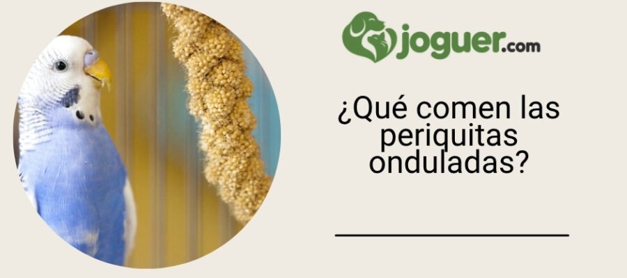 ¿Qué comen las periquitas onduladas?