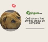 Qué hacer si has perdido un ave de compañía