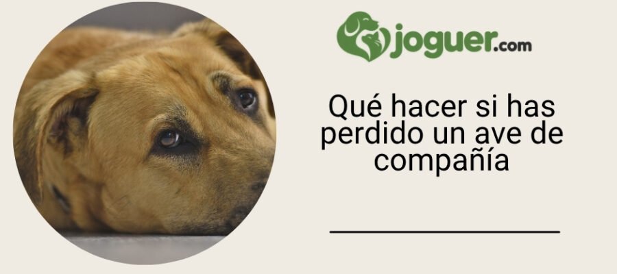 Qué hacer si has perdido un ave de compañía
