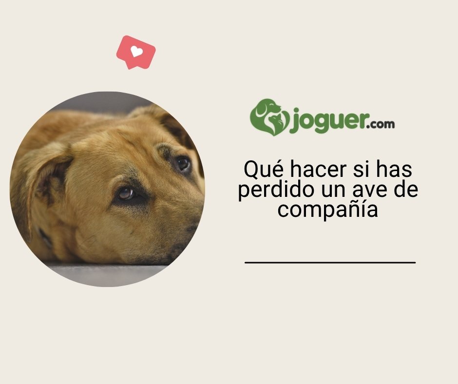 Qué hacer si has perdido un ave de compañía