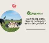 Qué hacer si los dientes de tu perro están desgastados