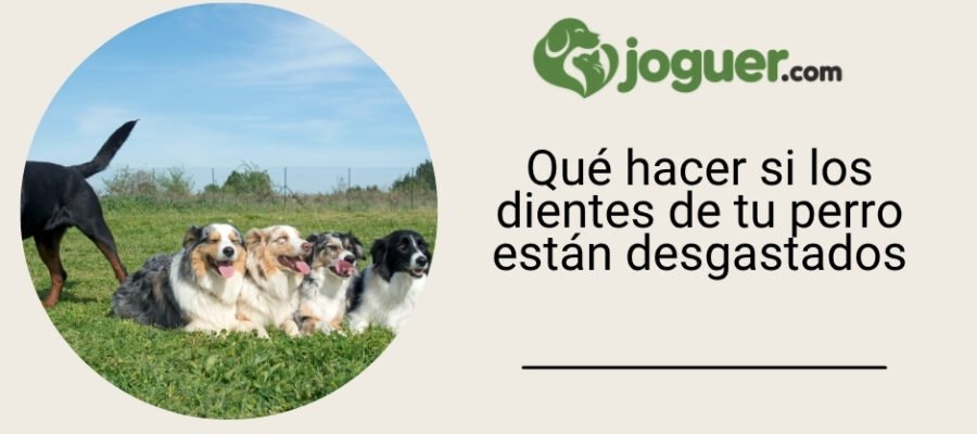 Qué hacer si los dientes de tu perro están desgastados