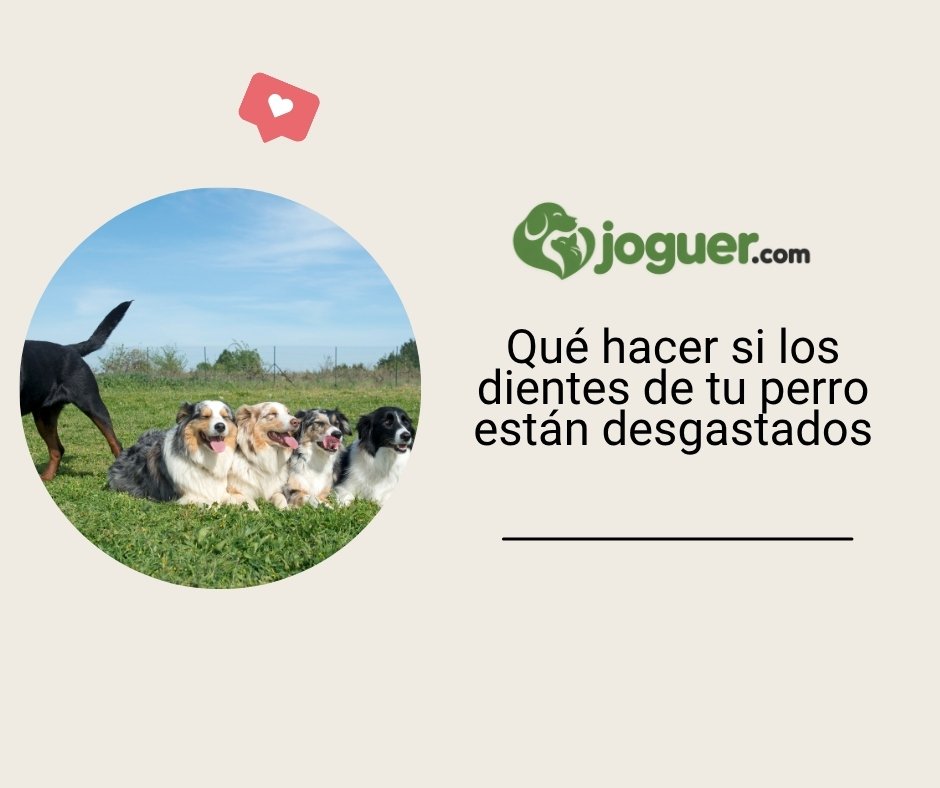 Qué hacer si los dientes de tu perro están desgastados