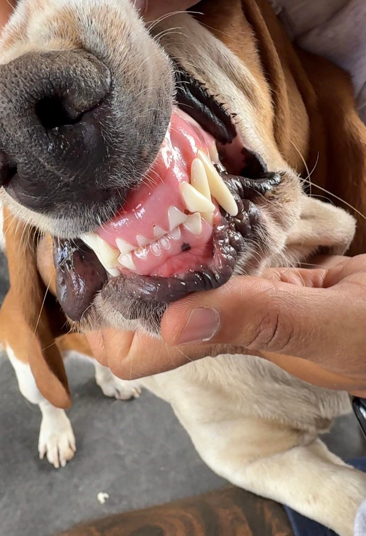 Qué hacer si los dientes de tu perro están desgastados