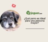 ¿Qué perro es ideal para una persona mayor?