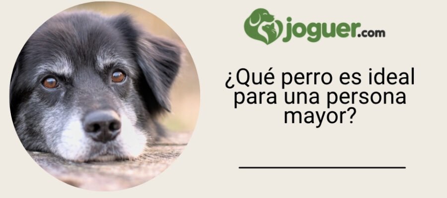 ¿Qué perro es ideal para una persona mayor?