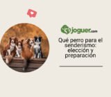 Qué perro para el senderismo: elección y preparación