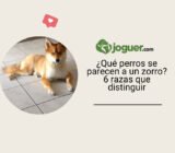 ¿Qué perros se parecen a un zorro? 6 razas que distinguir