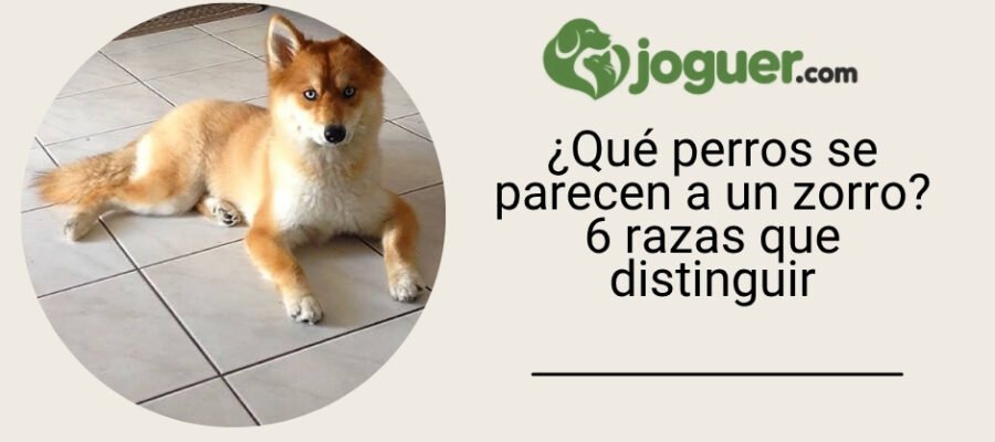 ¿Qué perros se parecen a un zorro? 6 razas que distinguir