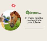 ¿Qué raza de caballo es adecuada para un jinete principiante? –