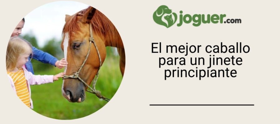 ¿Qué raza de caballo es adecuada para un jinete principiante? –