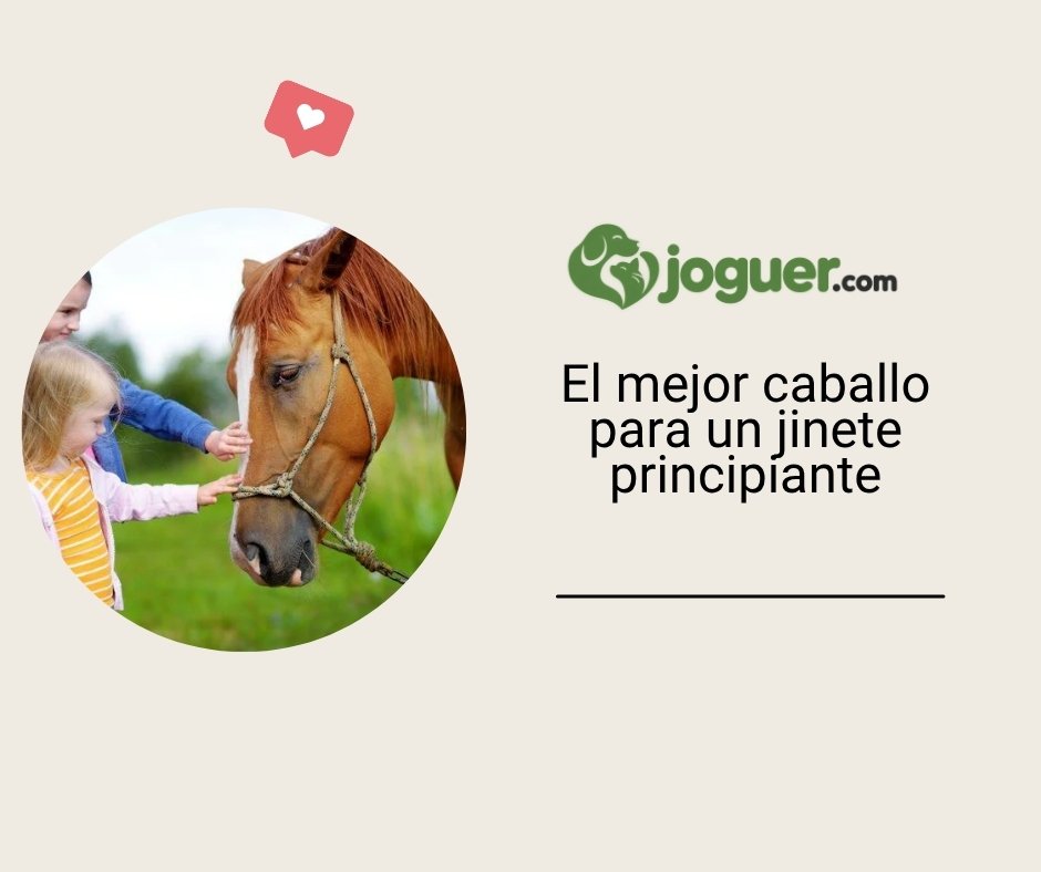 ¿Qué raza de caballo es adecuada para un jinete principiante? –
