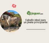 ¿Qué raza de caballo es adecuada para un jinete principiante?