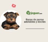 Razas de perros adorables y dóciles: temperamento, cuidados, precio y vida cotidiana