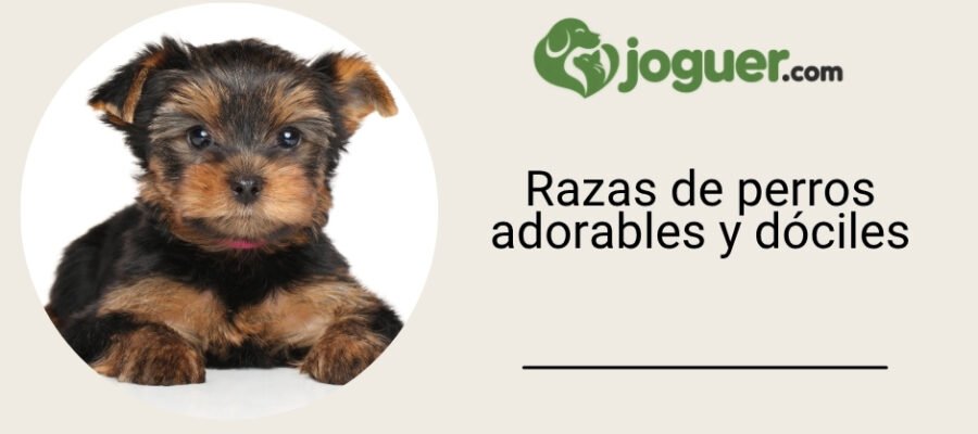 Razas de perros adorables y dóciles: temperamento, cuidados, precio y vida cotidiana