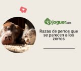 Razas de perros que se parecen a los zorros