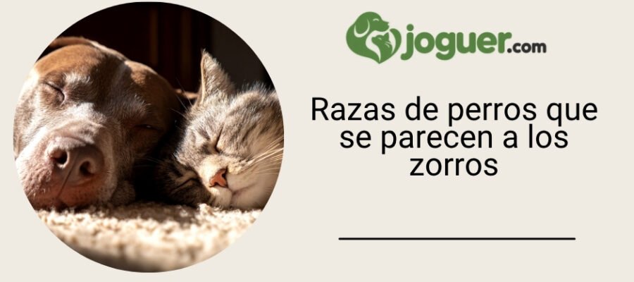 Razas de perros que se parecen a los zorros