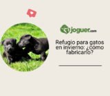 Refugio para gatos en invierno: ¿cómo fabricarlo?