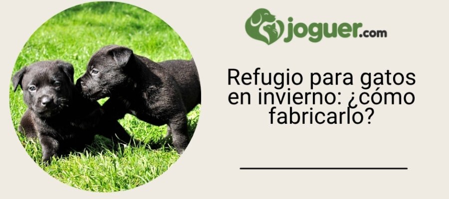 Refugio para gatos en invierno: ¿cómo fabricarlo?