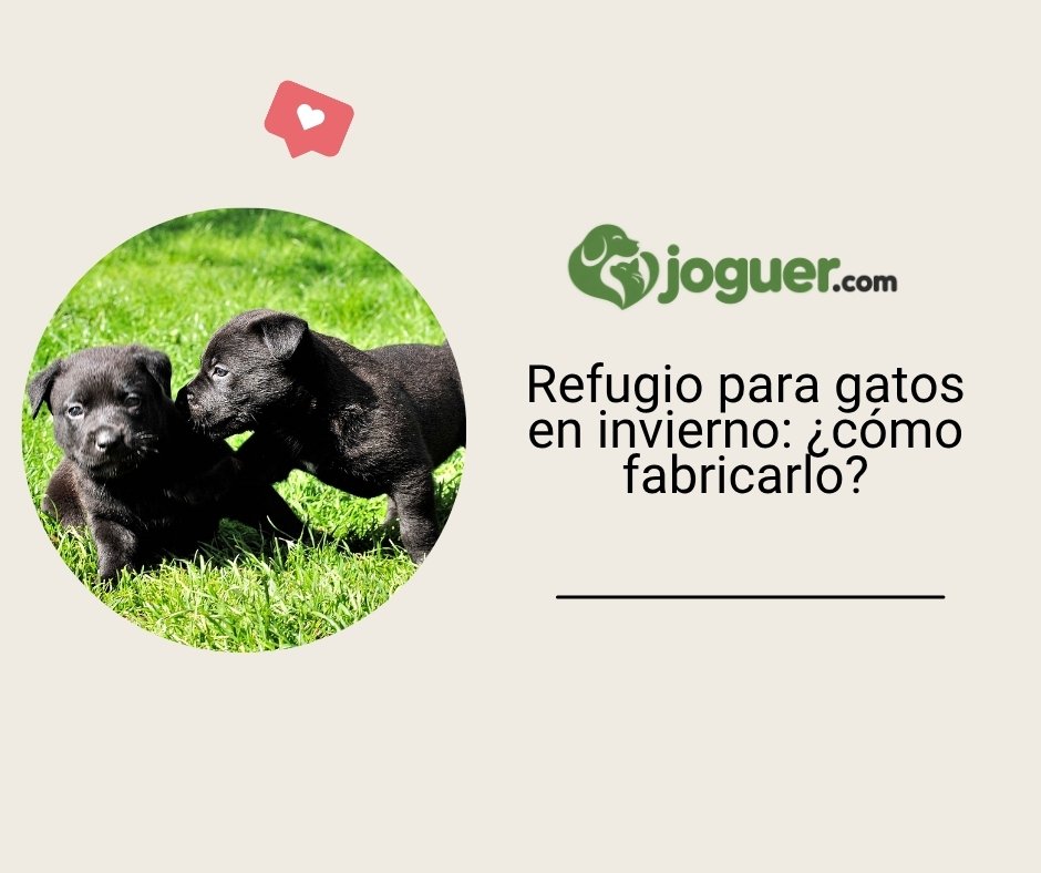 Refugio para gatos en invierno: ¿cómo fabricarlo?