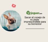 Sacar al conejo de su jaula: imprescindible para su bienestar