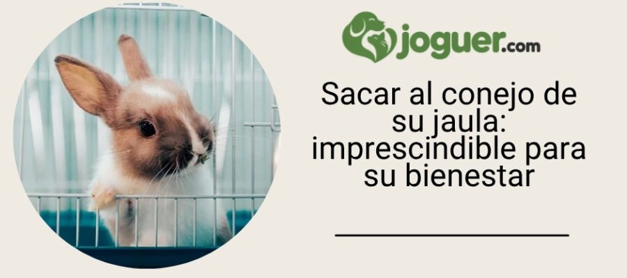 Sacar al conejo de su jaula: imprescindible para su bienestar
