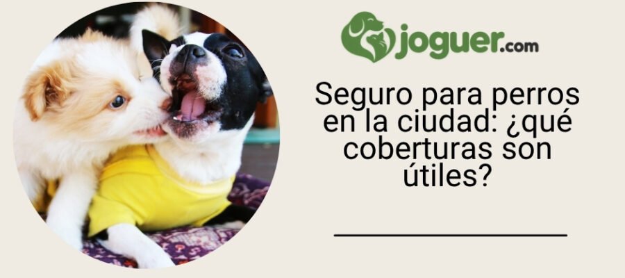 Seguro para perros en la ciudad: ¿qué coberturas son útiles?