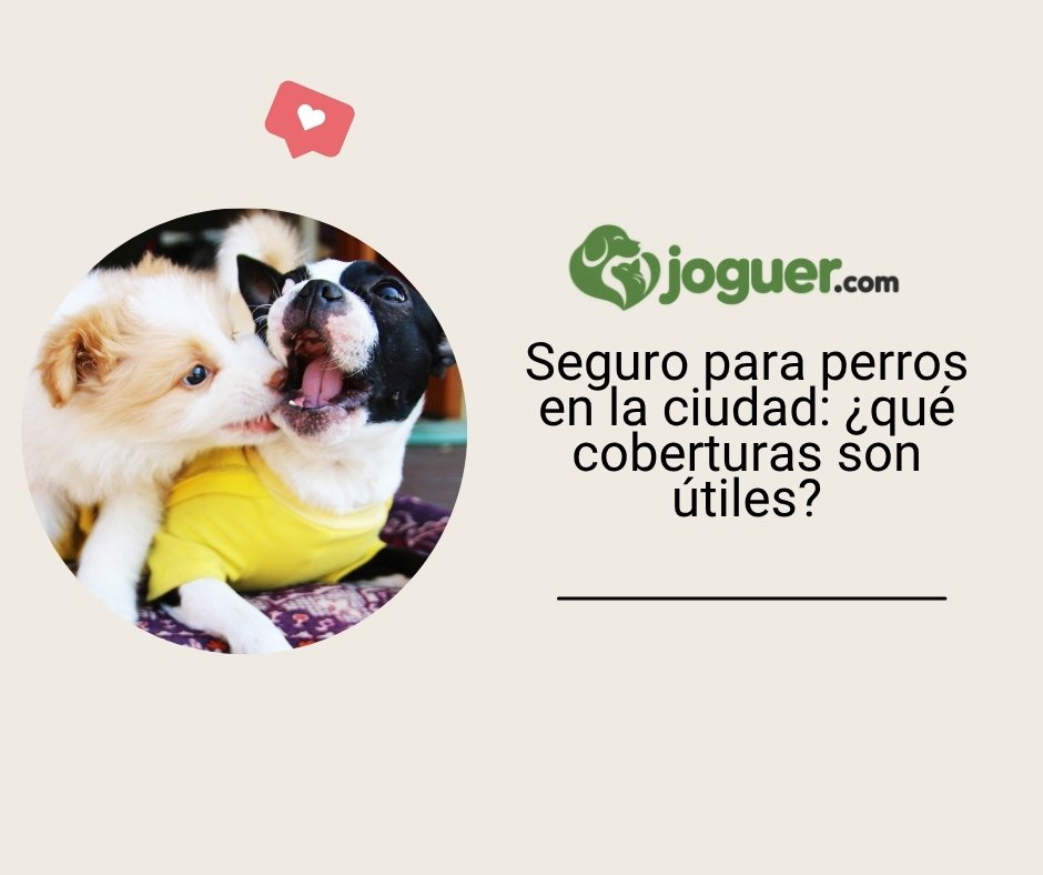 Seguro para perros en la ciudad: ¿qué coberturas son útiles?