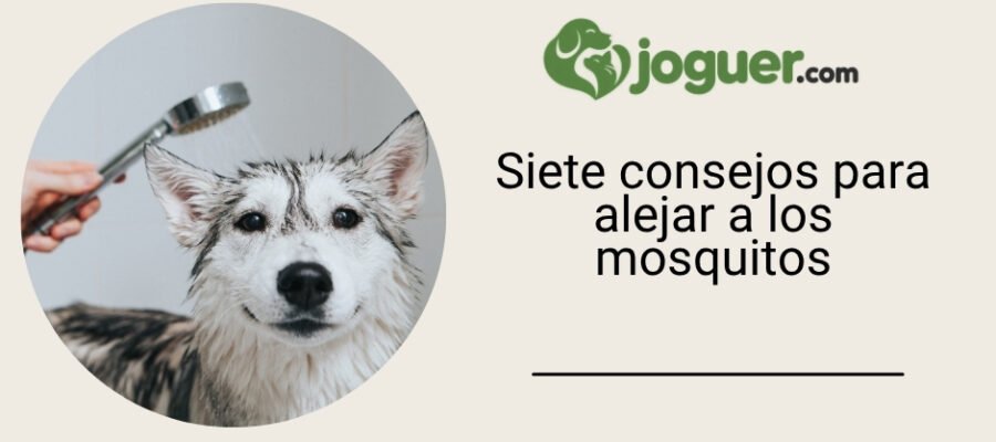 Siete consejos para alejar a los mosquitos –