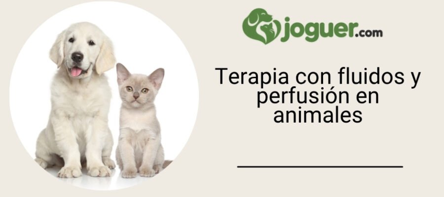 Terapia con fluidos: por qué, en qué condiciones y cómo se realiza la perfusión en animales