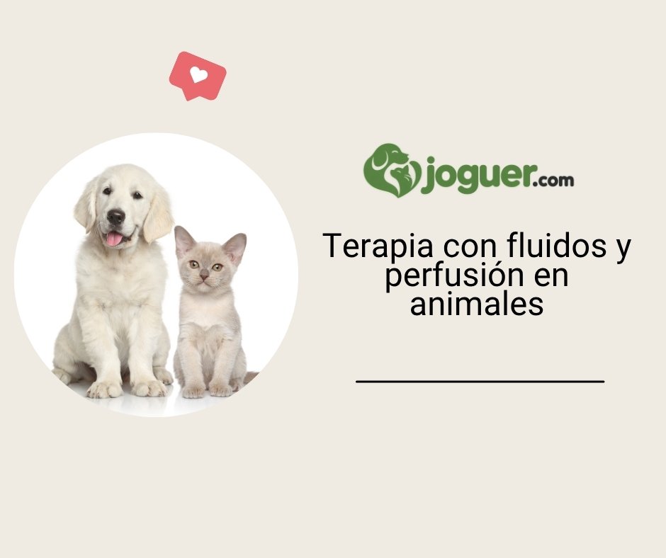 Terapia con fluidos: por qué, en qué condiciones y cómo se realiza la perfusión en animales