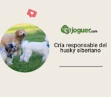 Todo lo que debes saber sobre la cría responsable del husky de Siberia –