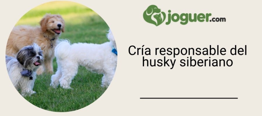 Todo lo que debes saber sobre la cría responsable del husky de Siberia –
