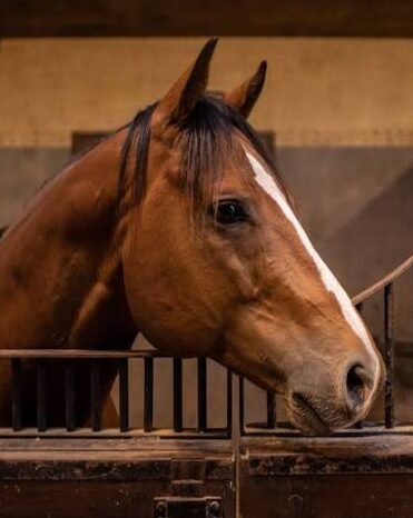 Todo lo que debes saber sobre las pensiones ecuestres: bienestar y alojamiento para tus caballos