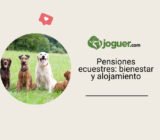 Todo lo que debes saber sobre las pensiones ecuestres: bienestar y alojamiento para tus caballos