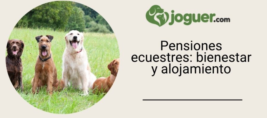 Todo lo que debes saber sobre las pensiones ecuestres: bienestar y alojamiento para tus caballos –