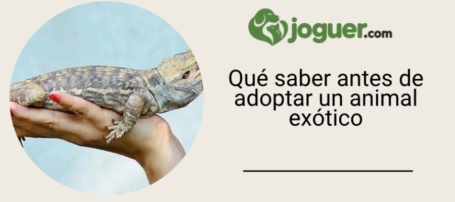 Todo lo que necesitas saber antes de adoptar un animal exótico –