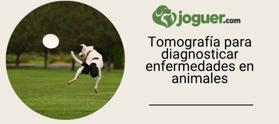 Tomografía computarizada en el diagnóstico de enfermedades en animales