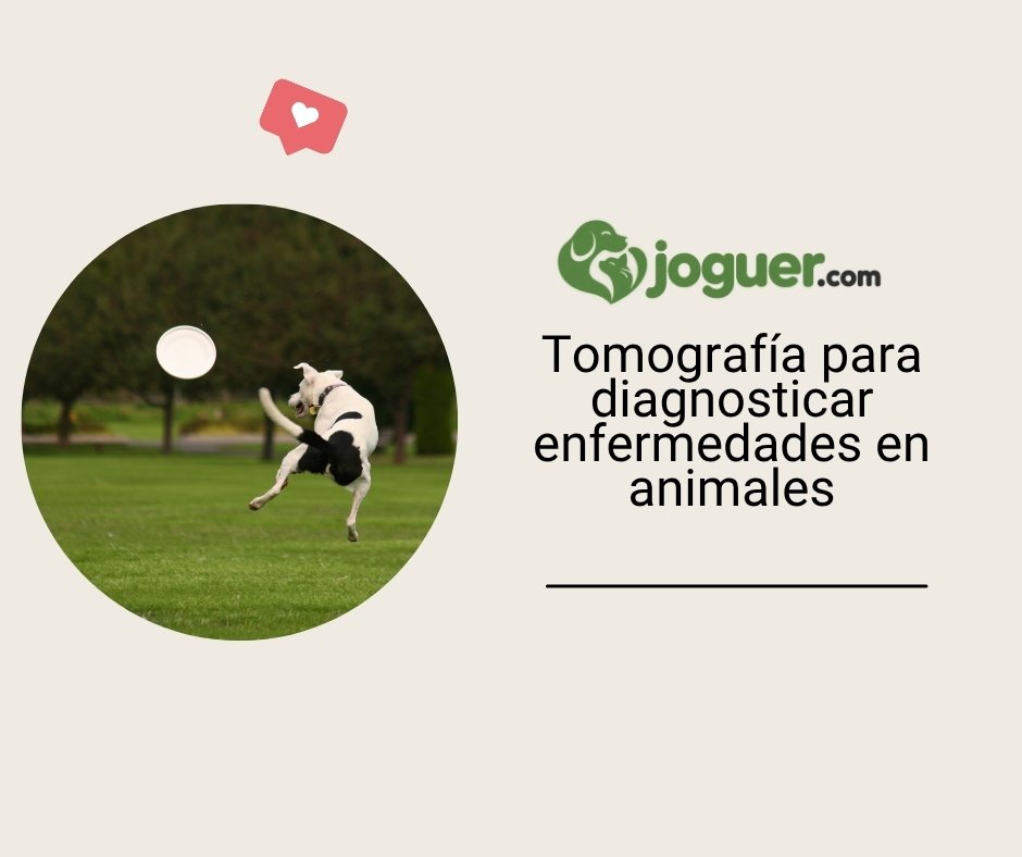 Tomografía computarizada en el diagnóstico de enfermedades en animales