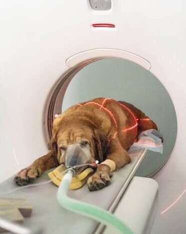 Tomografía computarizada en el diagnóstico de enfermedades en animales