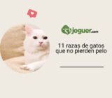 Top 11 > ¿Qué raza de gato no pierde pelo?