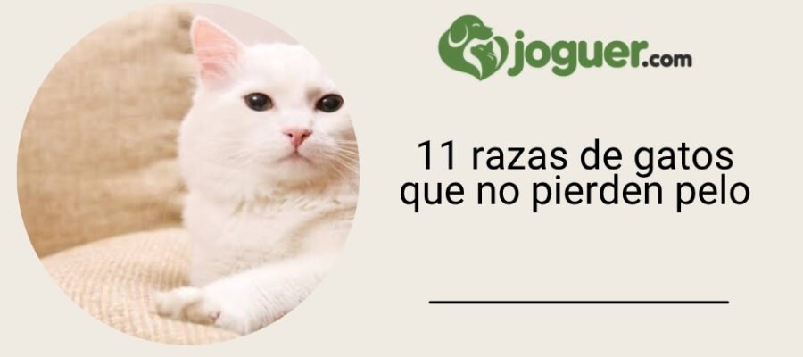 Top 11 > ¿Qué raza de gato no pierde pelo?