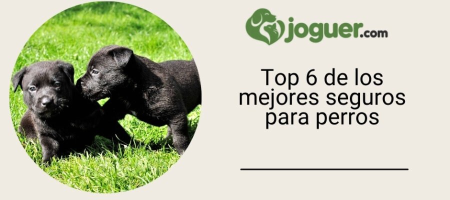 Top 6 de los mejores seguros para perros –