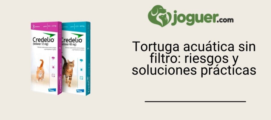 Tortuga acuática sin filtro: riesgos y soluciones prácticas