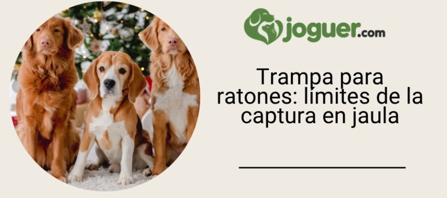 Trampa viviente para ratones: los límites de la captura en jaula