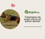 Tratamiento de pulpa vital en un canino en un pastor alemán