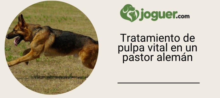 Tratamiento de pulpa vital en un canino en un pastor alemán, realizado con éxito en Arcadia Vet