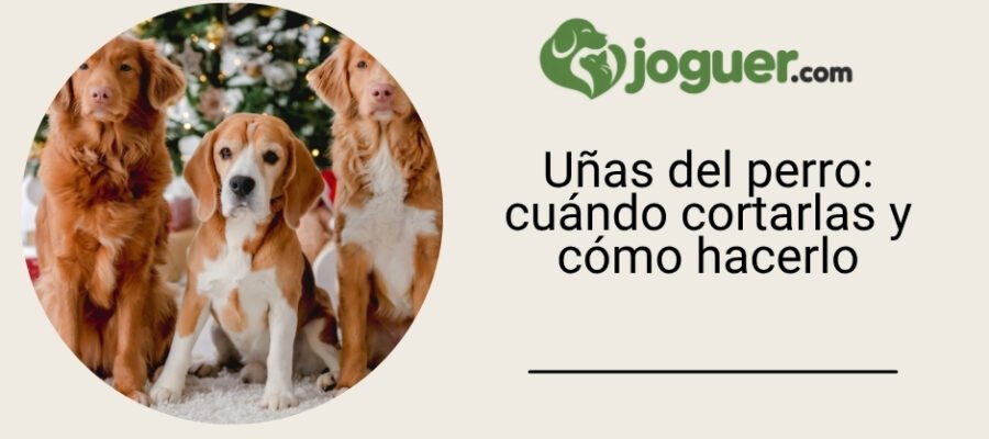 Uñas del perro: cuándo cortarlas y cómo hacerlo