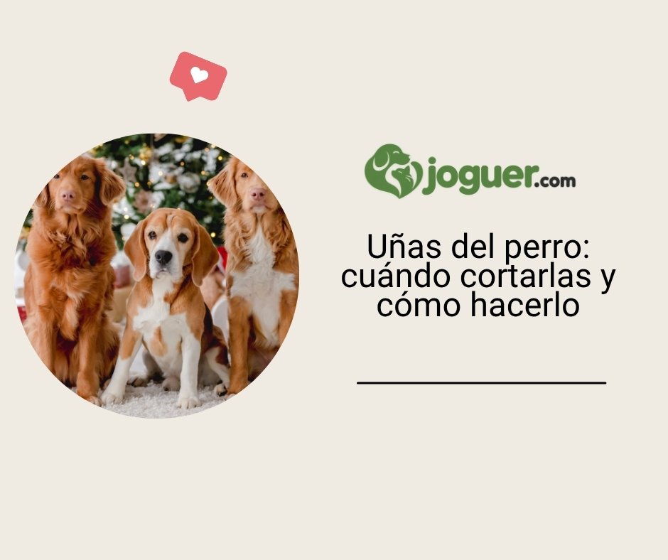 Uñas del perro: cuándo cortarlas y cómo hacerlo